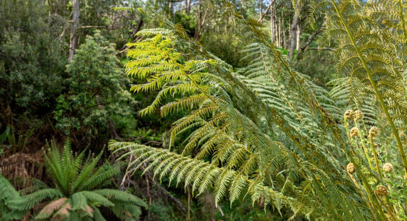 9 Bobs Road, Oyster Cove TAS 7150