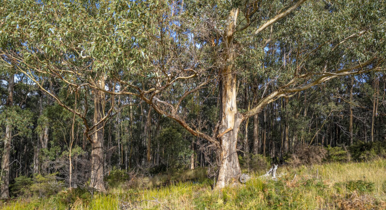 218 Longmans Road, Snug TAS 7054