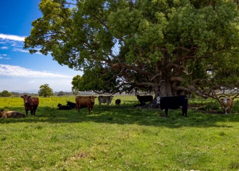 1076 Macleay Valley Way