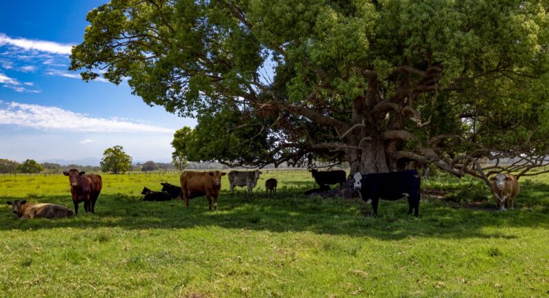 1076 Macleay Valley Way, Bellimbopinni NSW 2440