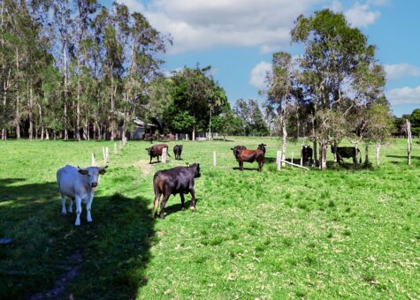 83 Belmore River Right Bank Road