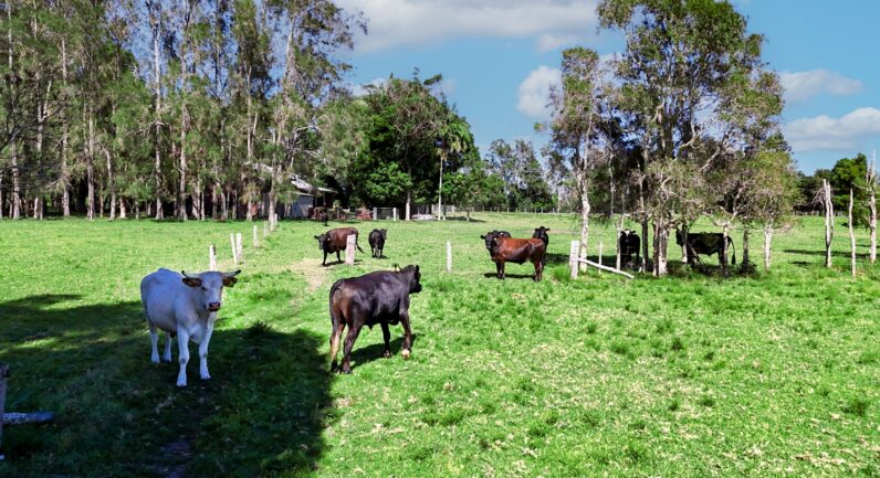 83 Belmore River Right Bank Road, Belmore River NSW 2440