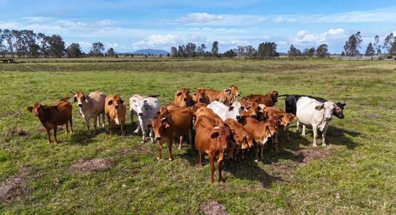 Two Hills Lane, Clybucca NSW 2440